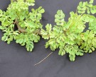 Live Plant Image