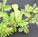 Live Plant Image