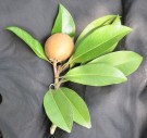 Live Plant Image