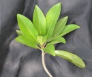 Live Plant Image