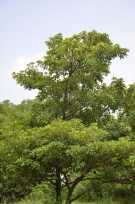 Live Plant Image