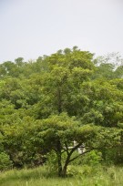 Live Plant Image