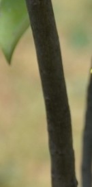 Live Plant Image