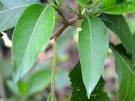 Live Plant Image