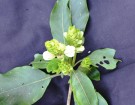 Live Plant Image