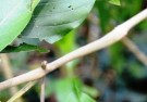 Live Plant Image