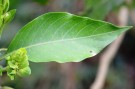Live Plant Image