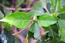 Live Plant Image