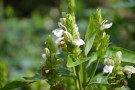 Live Plant Image