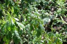 Live Plant Image