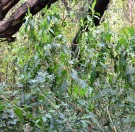 Live Plant Image