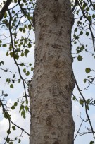 Live Plant Image