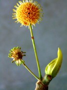 Live Plant Image
