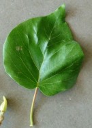 Live Plant Image