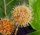 Live Plant Image