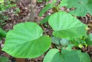 Live Plant Image