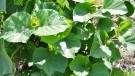 Live Plant Image