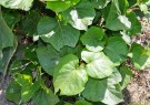 Live Plant Image