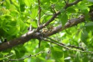 Live Plant Image