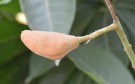 Live Plant Image