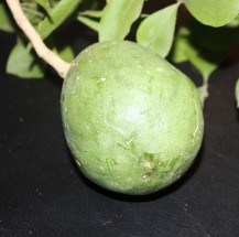Live Plant Image