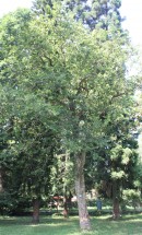 Live Plant Image