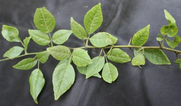 Live Plant Image