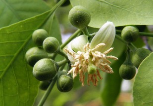Live Plant Image