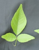 Live Plant Image