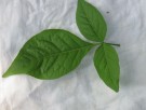 Live Plant Image