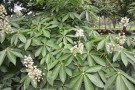 Live Plant Image