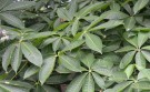 Live Plant Image