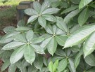 Live Plant Image