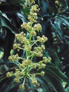 Live Plant Image