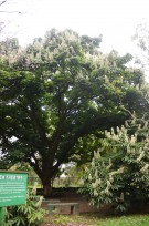 Live Plant Image