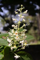 Live Plant Image