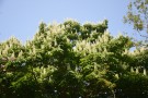 Live Plant Image