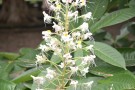 Live Plant Image