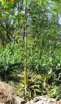 Live Plant Image