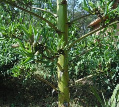 Live Plant Image
