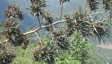 Live Plant Image