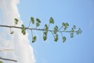 Live Plant Image