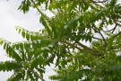 Live Plant Image