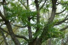 Live Plant Image