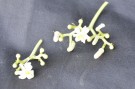 Live Plant Image