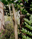 Live Plant Image