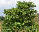 Live Plant Image