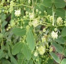 Live Plant Image