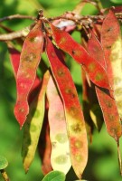 Live Plant Image