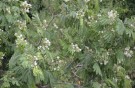 Live Plant Image